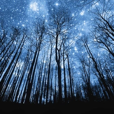 forest, Sky, star
