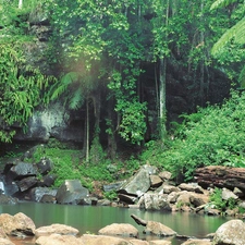 forest, waterfall, Stones