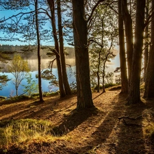 River, Scotland, trees, England, Kinrara, forest, viewes