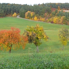 forest, Way, trees, viewes, Meadow