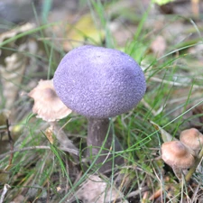 blue, fleece, forester, mushroom