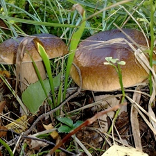 boletus, fleece, forester, grass