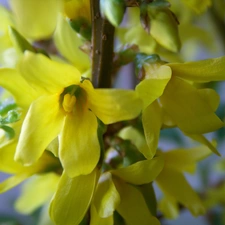 forsythia