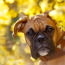 Forsythia, dog, boxer