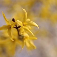 forsythia, Yellow, Flowers