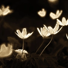 Fractalius, White, Anemones