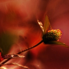 Red, Colourfull Flowers, Fractalius