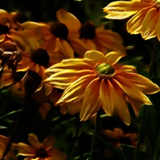 Fractalius, Yellow, Flowers