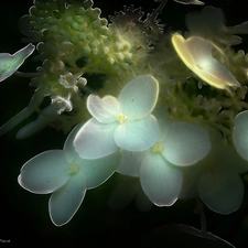 Flowers, Fractalius