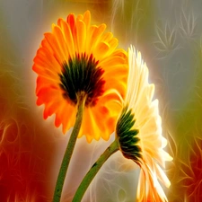 Fractalius, gerberas, graphics