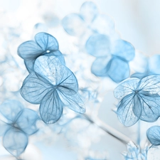 hydrangea, Fractalius