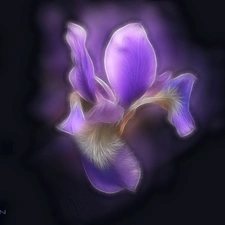 iris, Fractalius