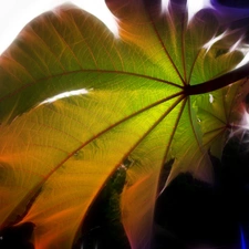 leaf, Fractalius