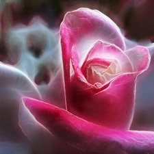 rose, Fractalius