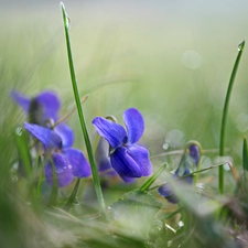 grass, drops, Flowers, fragrant violets, Blue