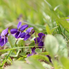 fragrant violets