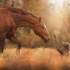 dog, Horse, friends, feet