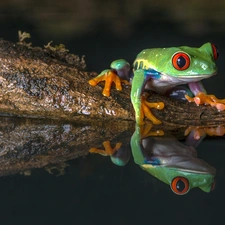 strange frog, water, reflection, Red eyed tree frog