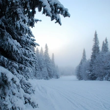 forest, drifts, Frost, snow