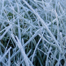 grass, White frost