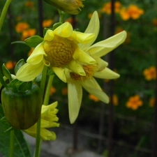 Yellow Honda, Flowers, fructification, Dalia