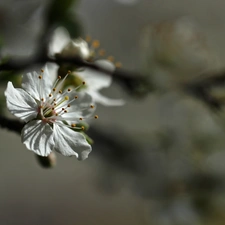 White, trees, fruit, Colourfull Flowers