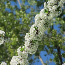 flourishing, viewes, fruit, trees