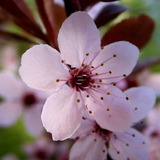 Colourfull Flowers, viewes, fruit, trees