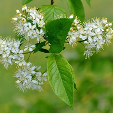 fruit, Flowers, trees, viewes, twig