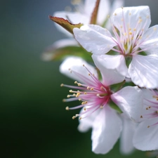 Flowers, viewes, fruit, trees