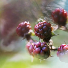 fruit, blackberry, maturing