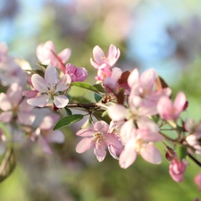 flowery, twig, Flowers, Fruit Tree, Pink