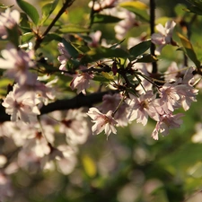 Pink, trees, fruit, Flowers