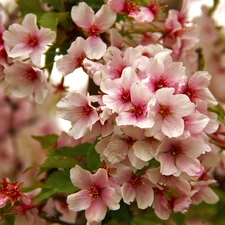 Pink, trees, fruit, Flowers