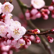 Pink, trees, fruit, Flowers