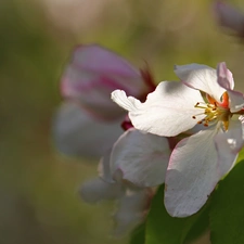 Pink, trees, fruit, Flowers