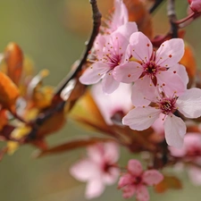 Pink, trees, fruit, Flowers