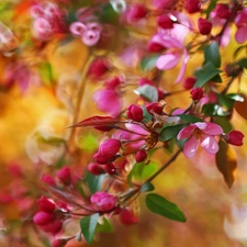 Pink, trees, fruit, Flowers