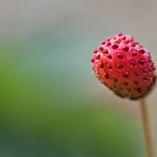 fruit, Strawberry, Red