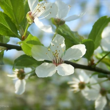 fruit, flourishing, trees