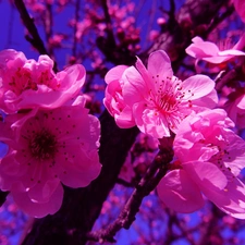 fruit, flourishing, trees