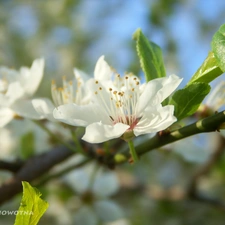 fruit, flourishing, trees