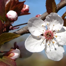 fruit, flourishing, trees