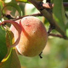 fruit, peach, twig