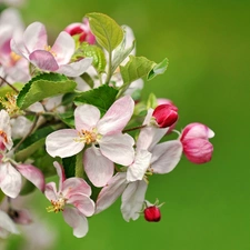 twig, trees, fruit, flourishing