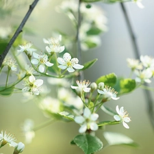 fruit, Twigs, Flowers, trees, White