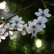 White, trees, fruit, Flowers