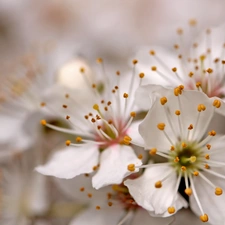 White, trees, fruit, Flowers