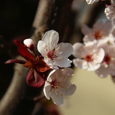 White, trees, fruit, Flowers