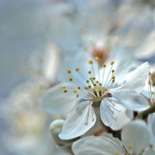 White, trees, fruit, Flowers